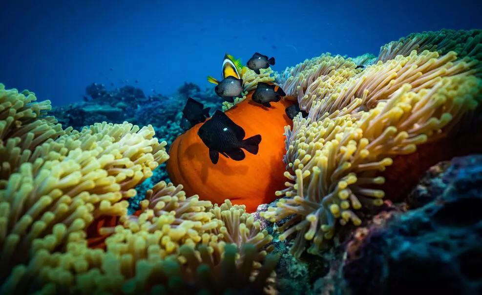 Biodiversity